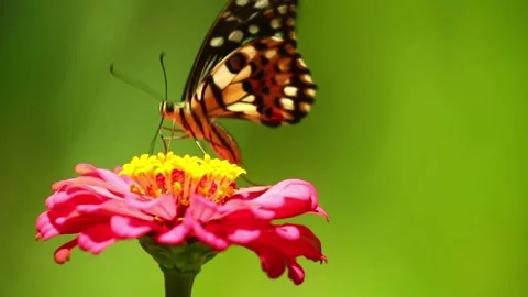 Butterfly on red flower Stock Footage 314908461