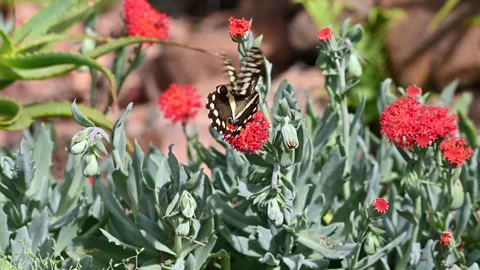 Butterfly on a red flower Stock Footage 334930394