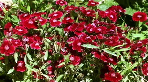 Butterfly on Red Flowers Stock Footage 24899456