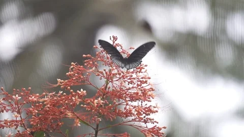 Butterfly on Red Flowers Stock Footage 106024744