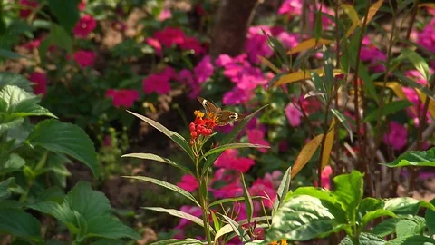 Butterfly on a red  orange flower flapping wings to adjust before flying off Stock Footage 114767556