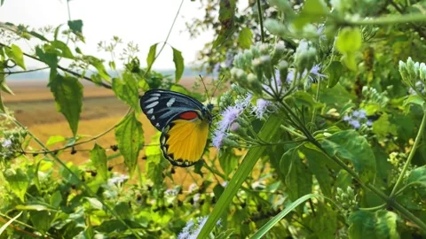 Butterfly: Red spot Jezebel pollinating on Siam weed purple bush flower Vídeos de archivo 333630937