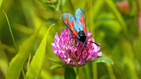Butterfly with red spots moving on purple flower Stock Footage 340643137