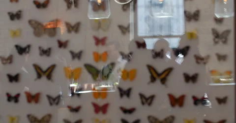 Butterfly reflections Stock Footage 53849391