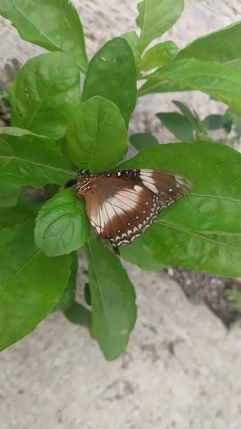 Butterfly Relaxing on Leaf Stock Footage 295282584