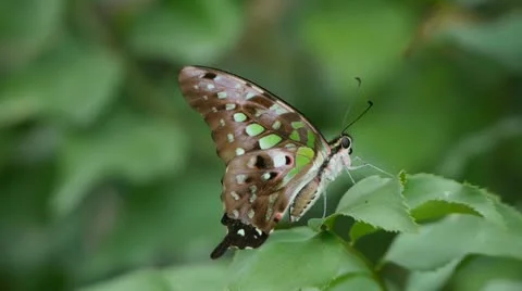 Butterfly at Rest Stock Footage 11825109