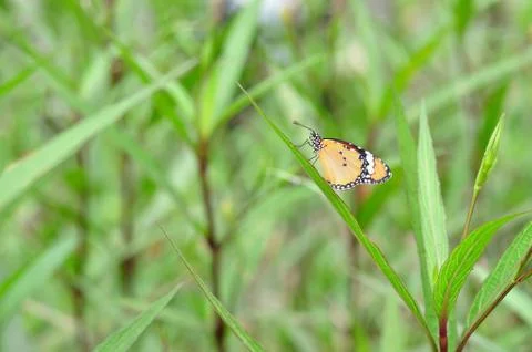 Butterfly rest on grass, background. Foto stock