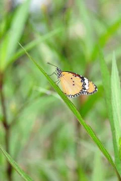Butterfly rest on grass, background. Stock Photos