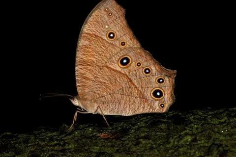 Butterfly rest on tree Foto stock