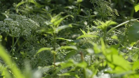 Butterfly Resting and Flapping Wings on Green Plant - 4K Slow Motion Nature Video stock 337495810