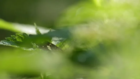 Butterfly Resting and Flapping Wings on Plant - 4K Slow Motion Nature Footage Stock Footage 337496243