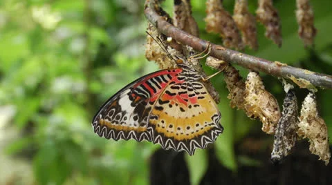 Butterfly resting on Chrysalis Close up Stock Footage 22759122