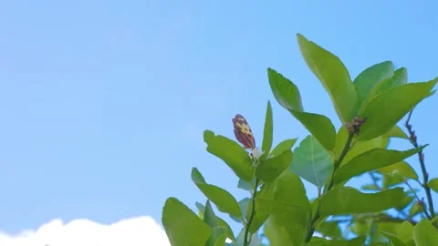 Butterfly Resting on a Citrus Tree with a Clear Blue Sky Stock Footage 305094906