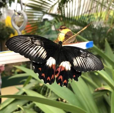 Butterfly resting close Stock Photos