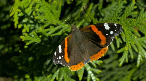 Butterfly resting on coniferous Video stock 63291819