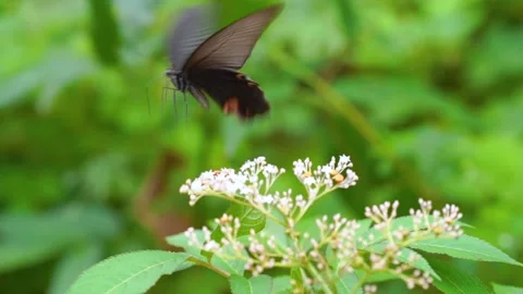 Butterfly Resting on a Flower in a Beautiful Spring Outdoor Natural Setting Stock Footage 341870722