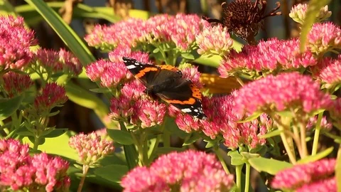 Butterfly resting on a flower Stockbeeldmateriaal 83859453