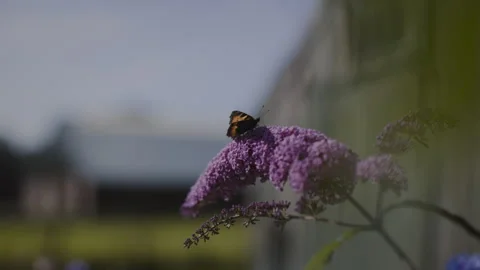 Butterfly resting on a flower Stock Footage 262576708