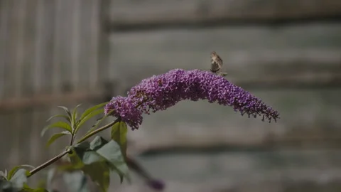 Butterfly resting on a flower Stock Footage 262577104