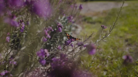 Butterfly resting on a flower Stock Footage 262631384
