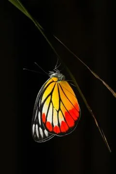 A butterfly resting on  flower Stock Photos