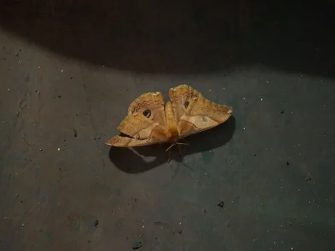 Butterfly resting Vídeo Stock 81319073