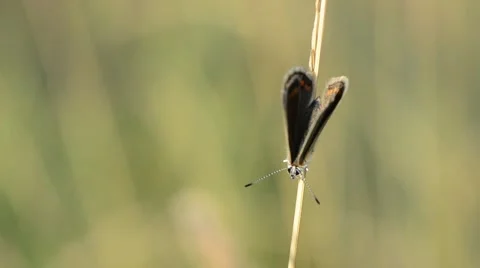 Butterfly resting on the grass in the garden Video stock 45711038