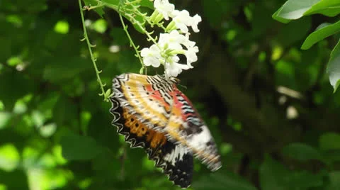 Butterfly resting on a green leaf Stock Footage 22680311