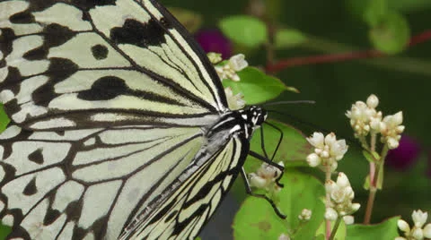 Butterfly resting on a green leaf Stock Footage 22761458