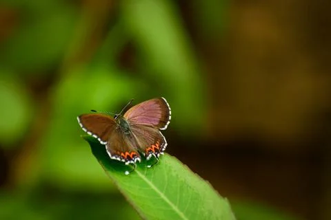 Butterfly resting on green leaf Stock Photos