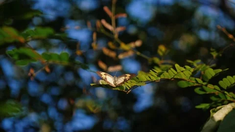 Butterfly resting on green leaf in sunlight with blurred background Видео 334230785