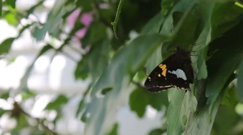Butterfly resting on the leaf of a bush Stock Footage 53200827