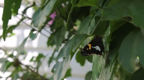 Butterfly resting on the leaf of a bush Stock Footage 53200852
