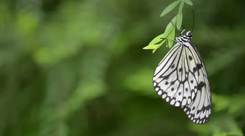 Butterfly resting on a leaf 库存影片 22575583