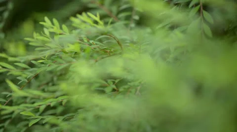 Butterfly resting on a leaf 库存影片 22575609