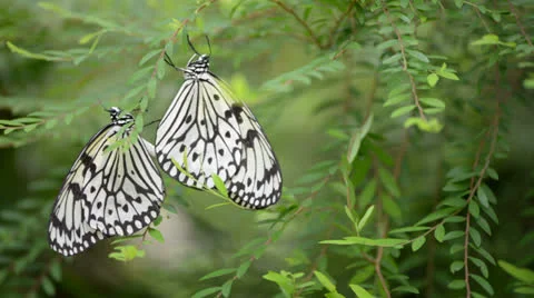 Butterfly resting on a leaf 库存影片 22575627
