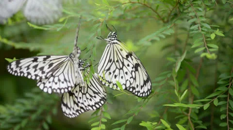 Butterfly resting on a leaf Stock Footage 22575629