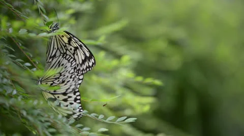 Butterfly resting on a leaf 库存影片 22575644