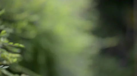 Butterfly resting on a leaf 库存影片 22575649