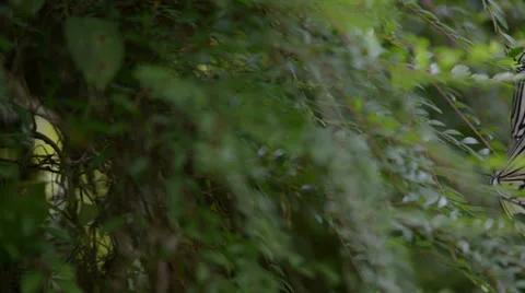 Butterfly resting on a leaf 库存影片 22575675