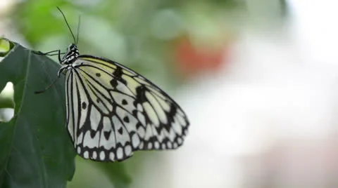 Butterfly resting on a leaf 库存影片 22575687