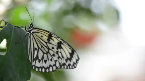 Butterfly resting on a leaf 库存影片 22575699