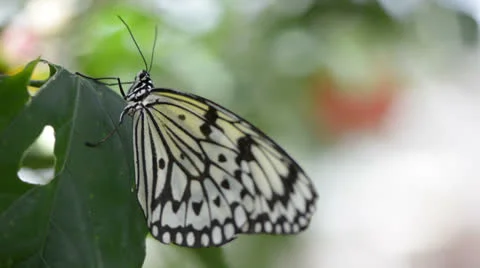 Butterfly resting on a leaf 库存影片 22575709