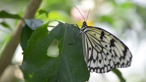Butterfly resting on a leaf 库存影片 22575731