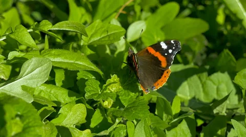 Butterfly resting on leaf Stock Footage 63291371