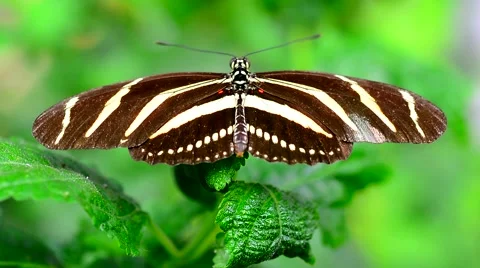 Butterfly resting on leaf Stock Footage 67694639