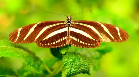 Butterfly resting on leaf Stock Footage 67696839