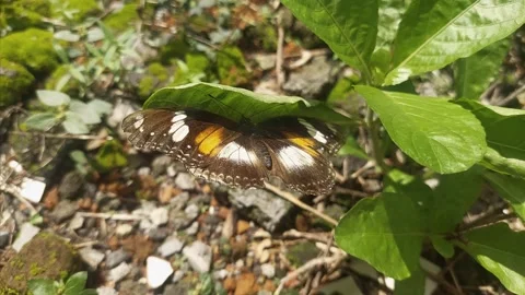 Butterfly Resting on Leaf Stock Footage 295283331