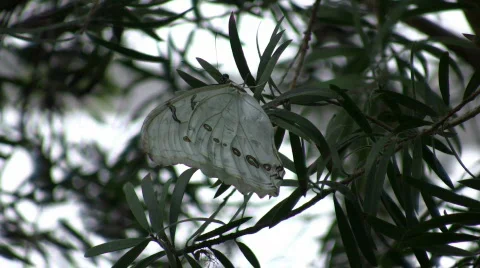 Butterfly resting on a leaf (High Definition) Stock Footage 64006