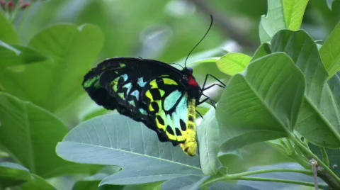 Butterfly resting on a leaf (High Definition) Stock Footage 64018